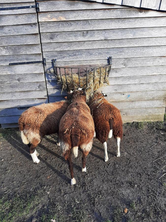 Vakantiewoning Victors Hof Tot 4 Pers Lievegem Esterno foto